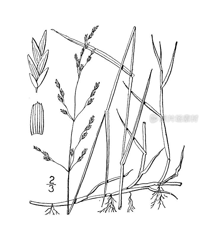 古植物学植物插图:苍耳草、甘露草