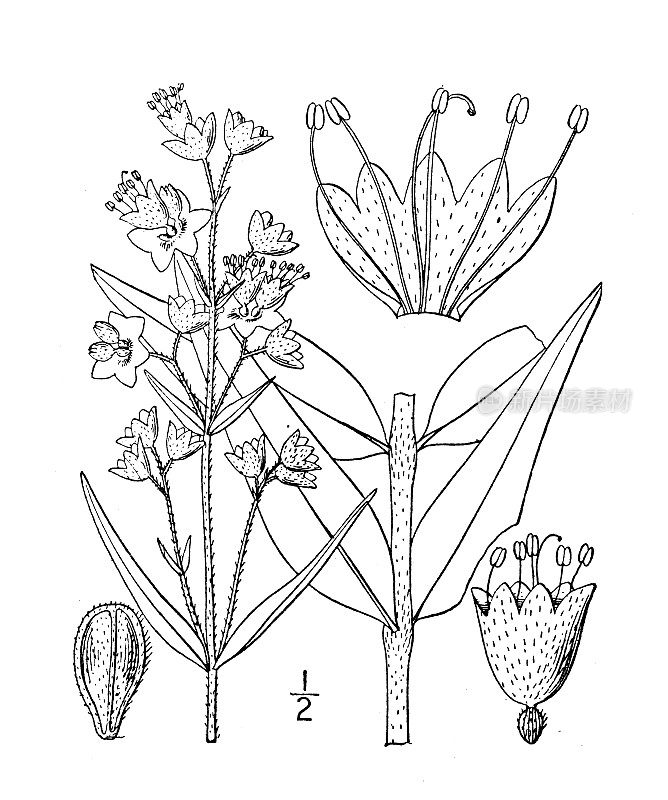古植物学植物插图:毛蒜、毛伞草