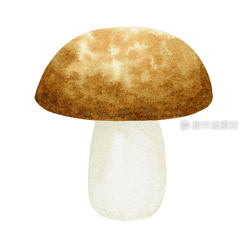 水彩一白一白的蘑菇，手绘