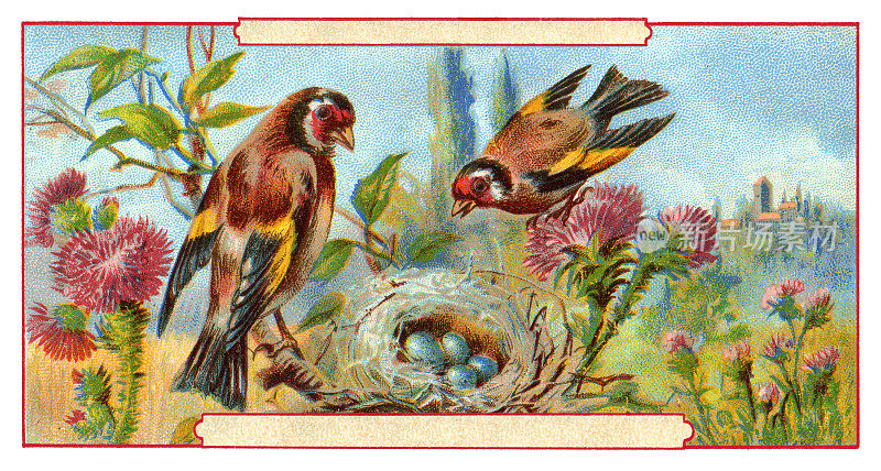 欧洲金翅雀和窝里的蛋新艺术插画1899年
