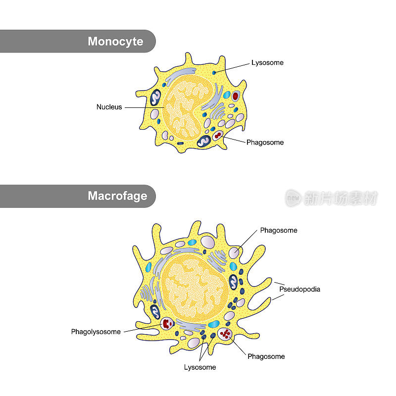 单核细胞和巨噬细胞的结构。白细胞免疫。