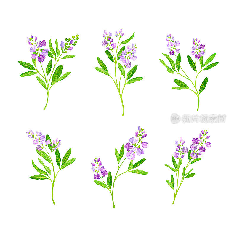 紫花苜蓿或紫花苜蓿治疗花与拉长的叶子和小紫色花簇向量集