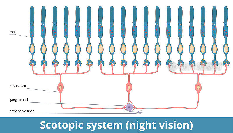 Scotopic系统(夜视)