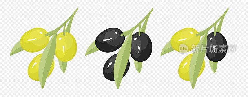 橄榄枝与橄榄果插图。绿橄榄树枝与橄榄蔬菜树果实矢量设计。特级初榨橄榄油