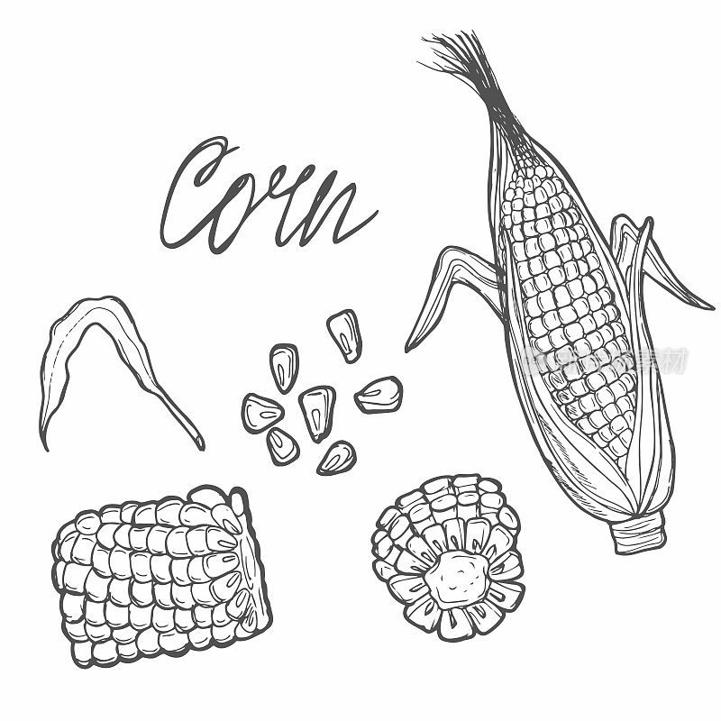 玉米棒，谷物，矢量素描插图。谷物农业，手绘孤立设计元素。