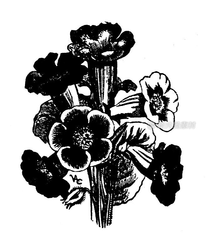 古董雕刻插图:Gloxinia