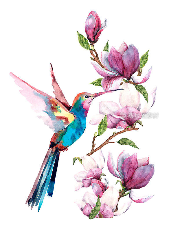 热带鸟类蜂鸟从盛开的玉兰花上采集花蜜。异国木兰枝插花，小鸟扑腾。手绘水彩插图，白色背景