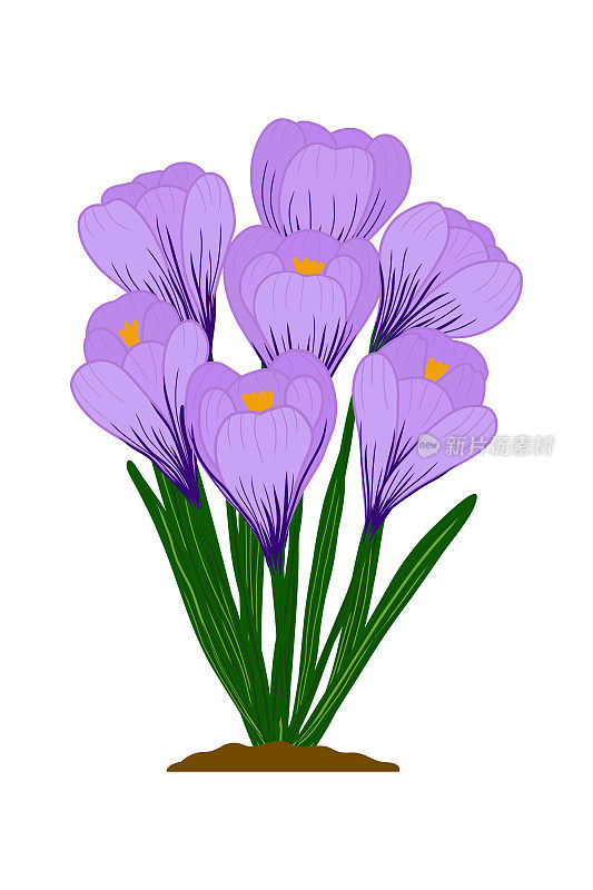 藏红花的花朵呈紫红色。藏红花在春天的白色背景，矢量插图，平面。用于明信片，海报，印刷品和升华。