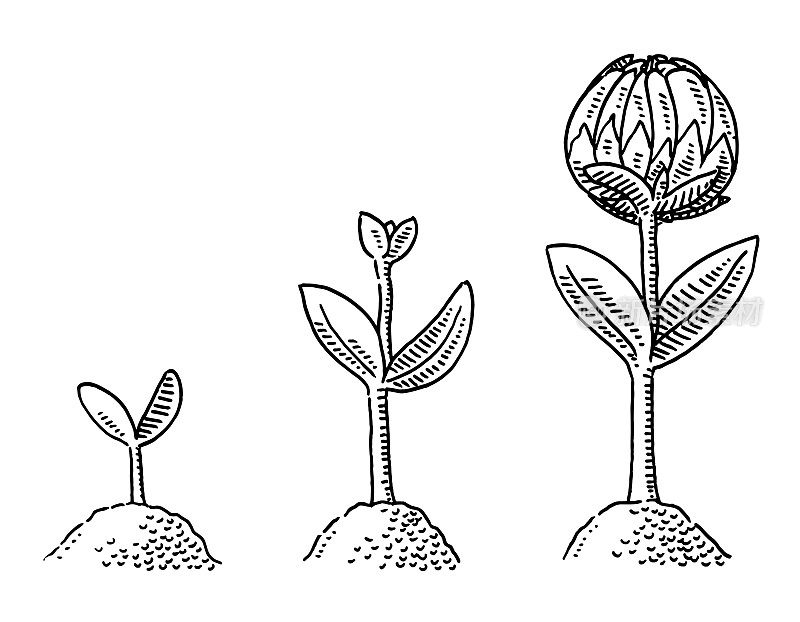 植物种子生长三步图