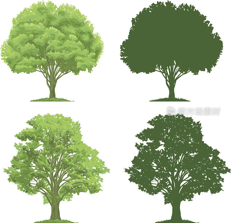 树木和轮廓