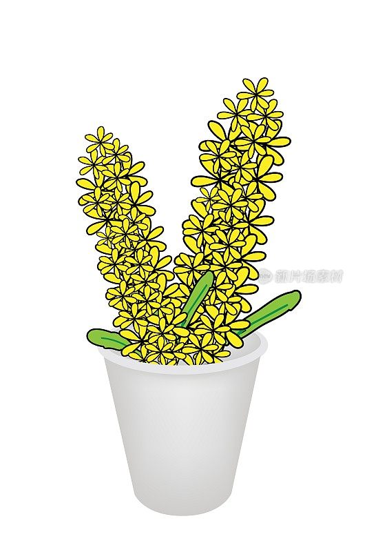 花盆里的黄石斛兰