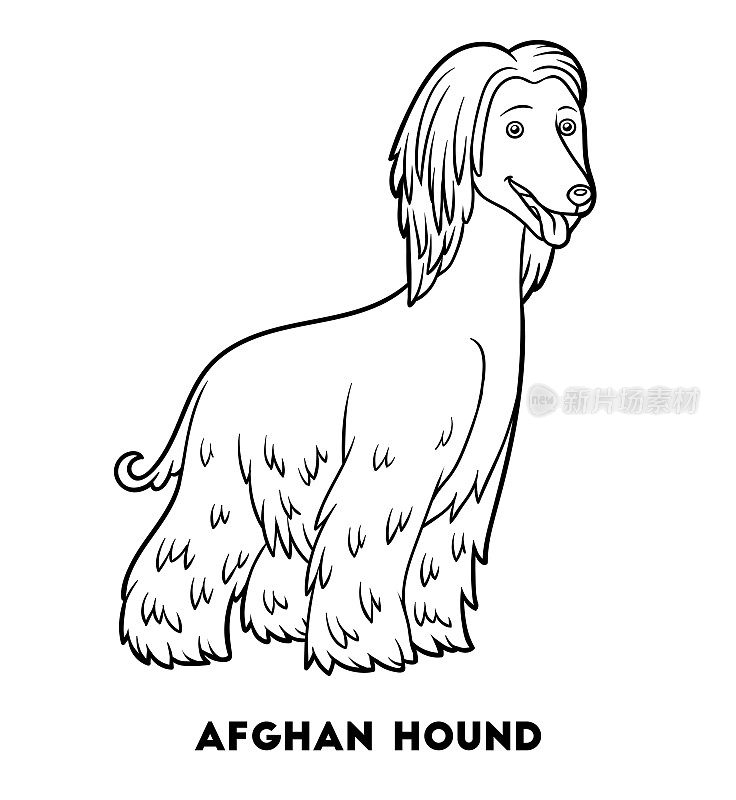 着色书，狗品种:阿富汗猎犬
