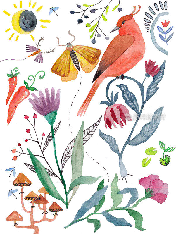 水彩植物和花卉，鸟类和昆虫