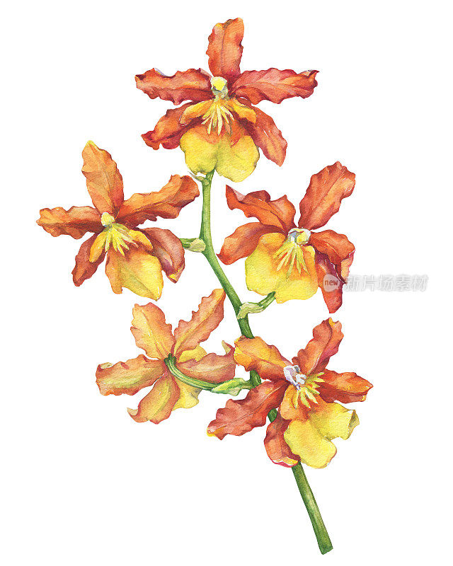 开花的热带橙色花兰(蝴蝶兰，石斛兰)的一枝。花卉艺术。近距离杂交兰花。手绘水彩画插图上的白色背景。