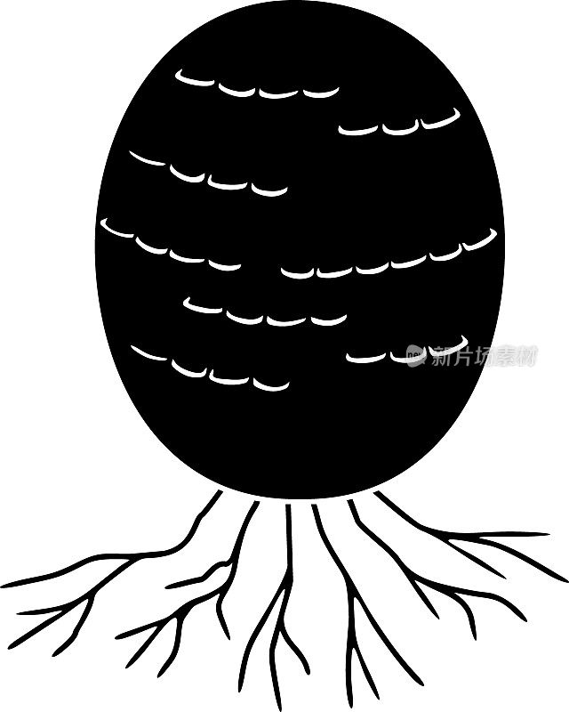 黑蘑子实体未成熟卵期的黑色剪影