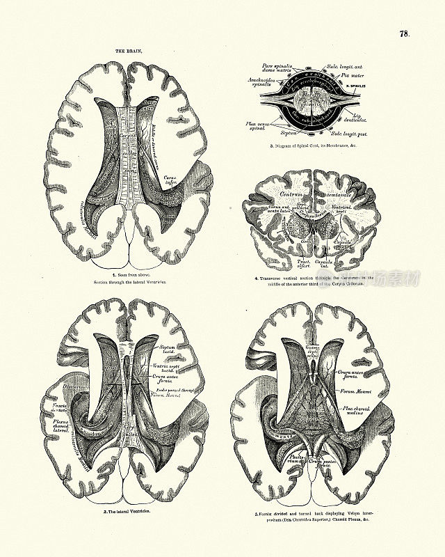 《解剖学》，《人脑》，19世纪维多利亚时代的解剖学绘图