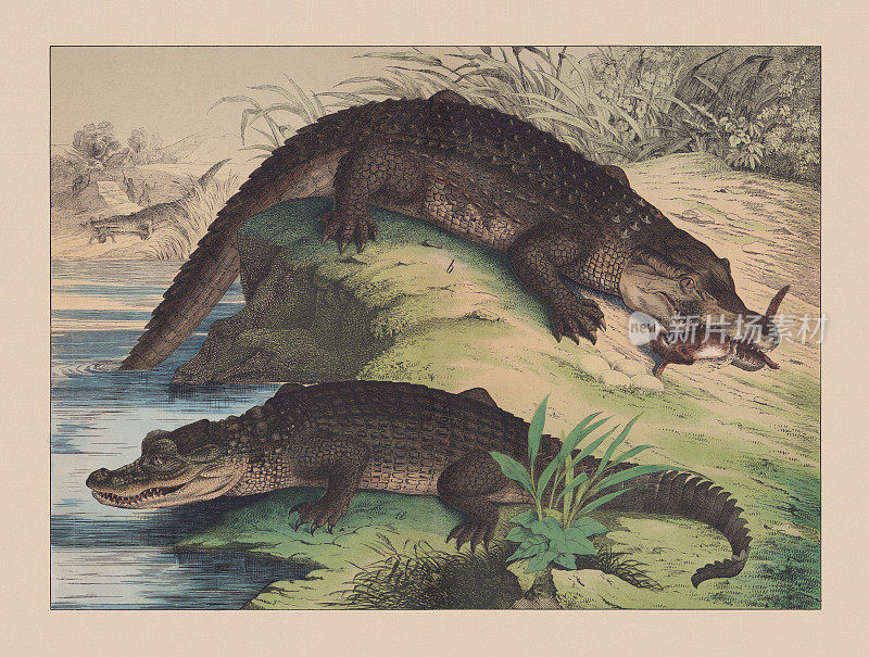 鳄鱼类爬行动物，手工彩色印刷，1882年出版