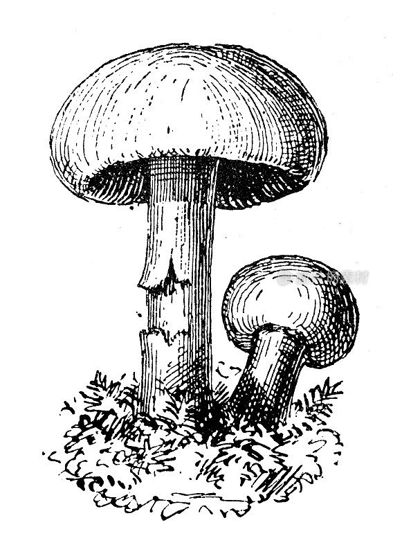 古董插画:卡洛布・甘博萨，圣乔治蘑菇