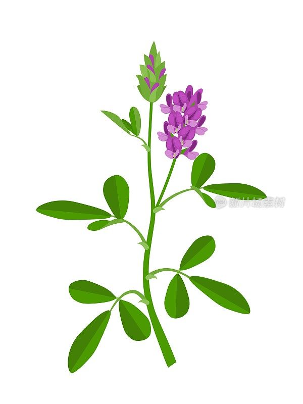 苜蓿或紫花苜蓿的载体插图，孤立在白色背景上。