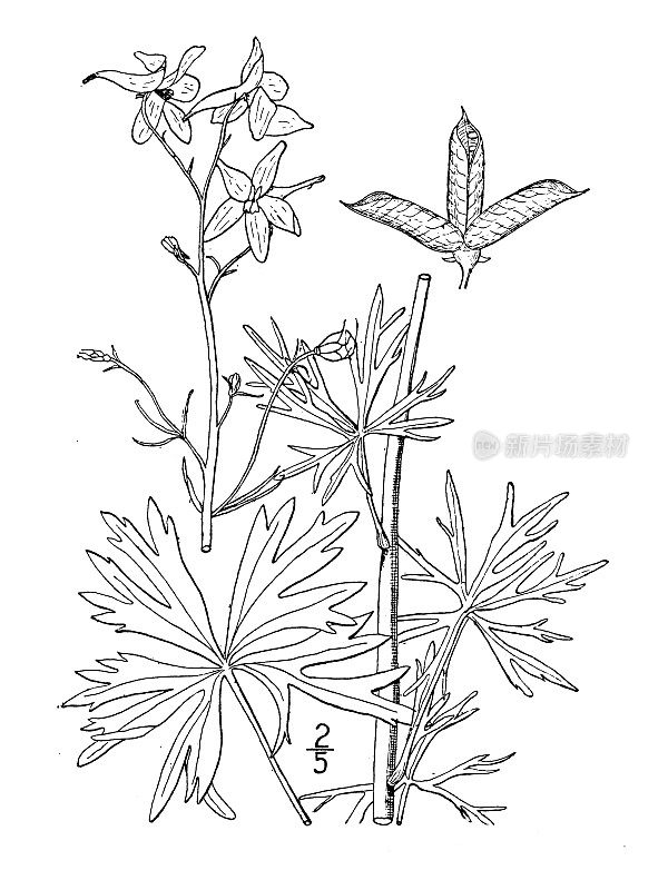 古植物学植物插图:飞燕草，小飞燕