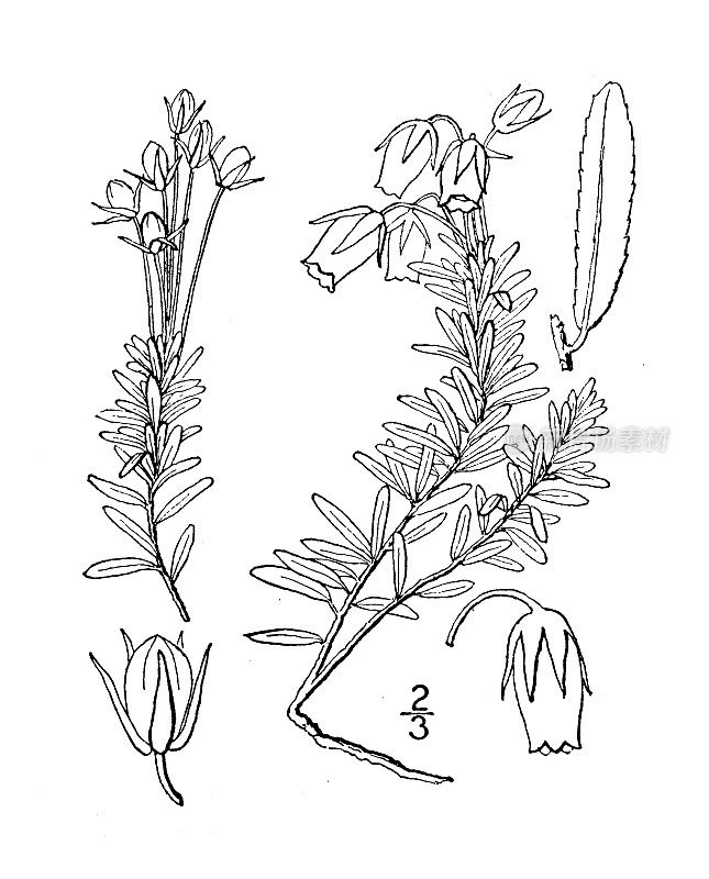 古植物学植物插图:青蓝毛竹、石南