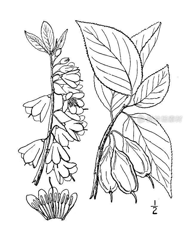 古植物学植物插图:毛茛树、银铃树、雪花树