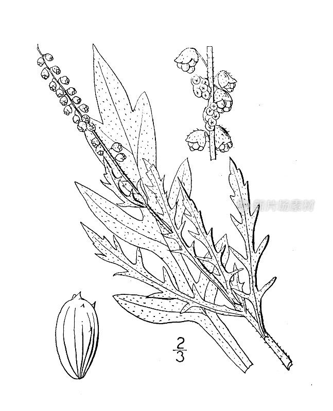 古植物学植物插图:豚草、豚草