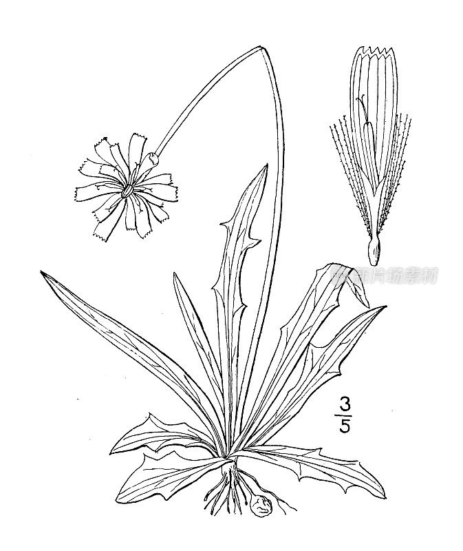 古董植物学植物插图:收养蒲公英，矮蒲公英，山羊胡子