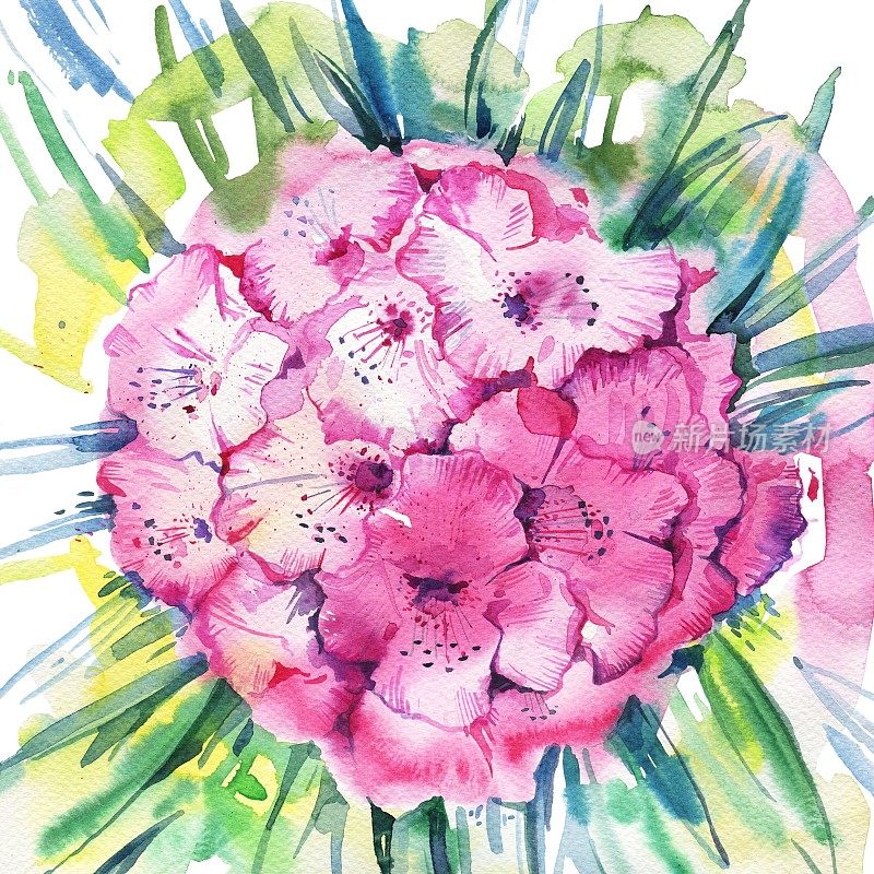 粉红色的杜鹃花的花。手绘水彩插图