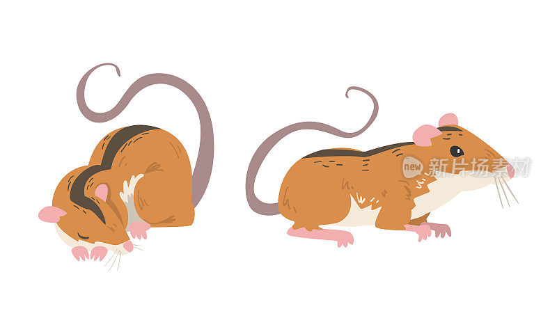 田鼠作为小啮齿动物与长尾和背黑色条纹拥抱和坐向量集