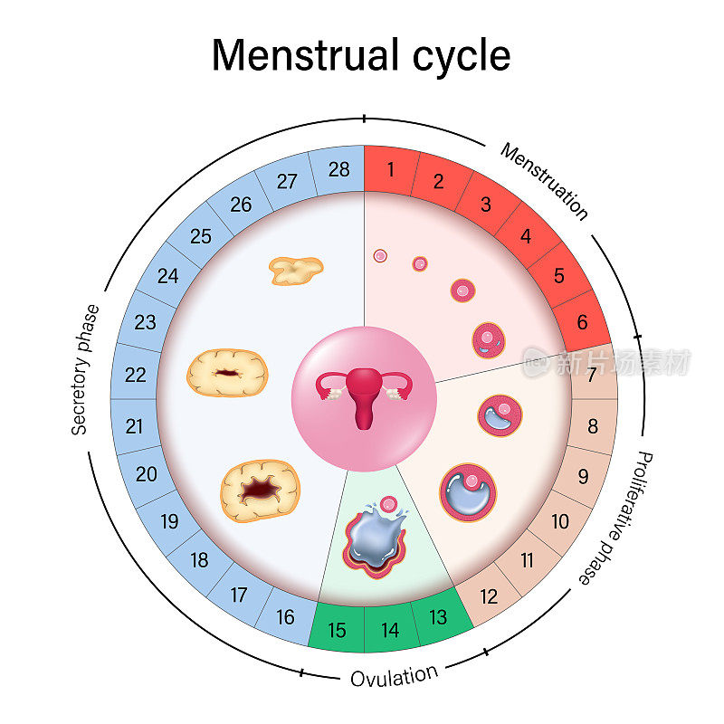 月经周期图向量。月经期、增生性排卵期和分泌期。卵泡期，排卵期和黄体期。