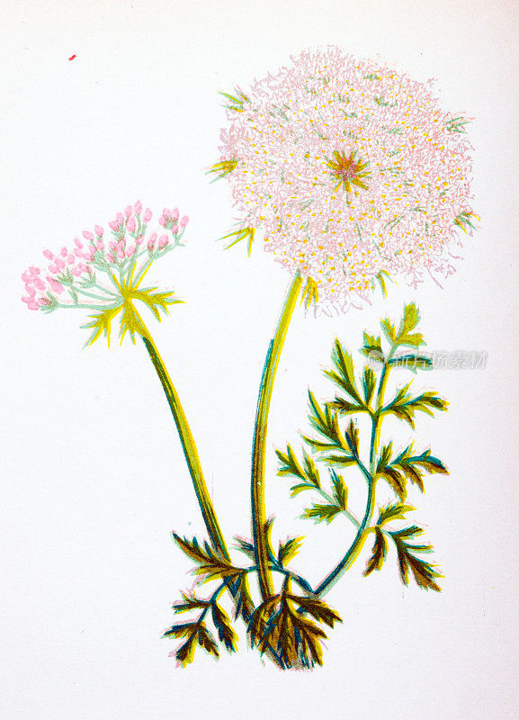 野生花卉的古董植物学插图:野生胡萝卜，Daucus胡萝卜