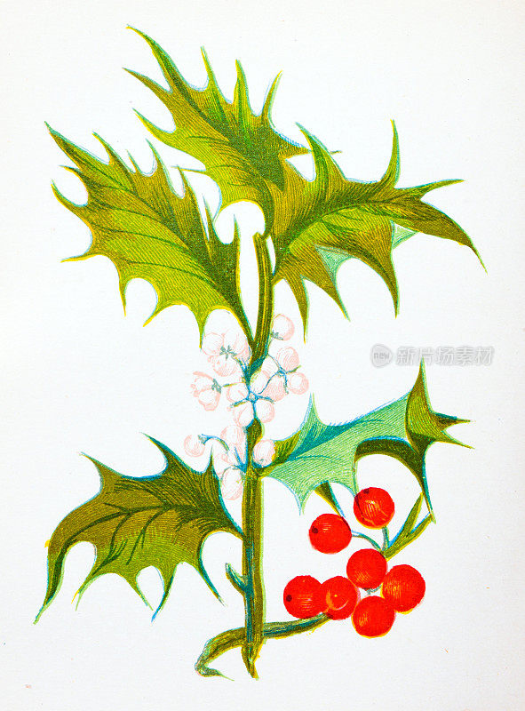 野生花卉的古董植物学插图:普通冬青，冬青