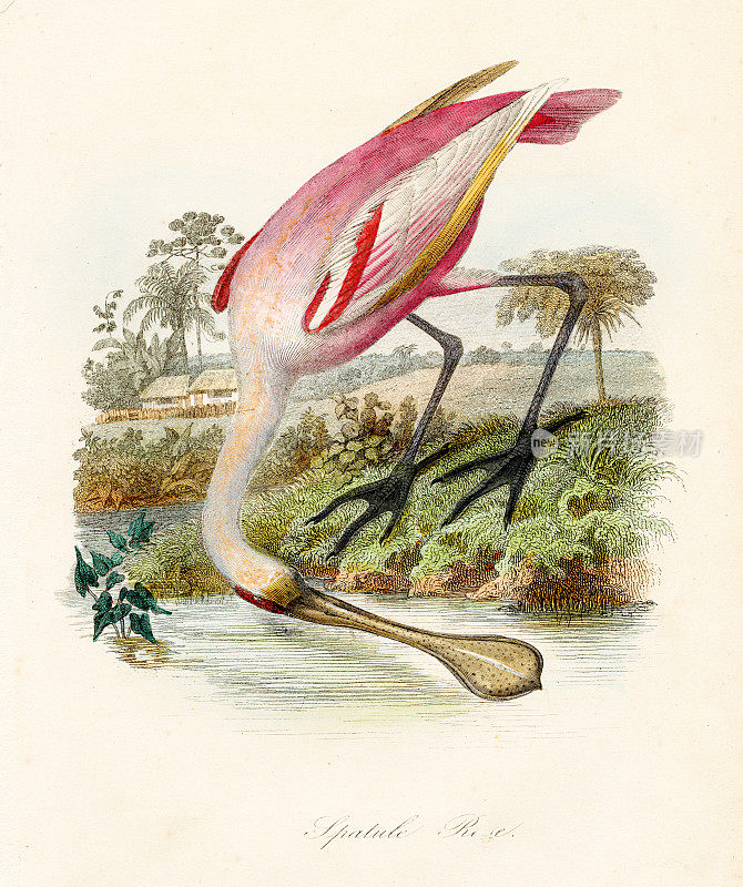 玫瑰琵鹭鸟-“鸟类自然史”，1853年出版