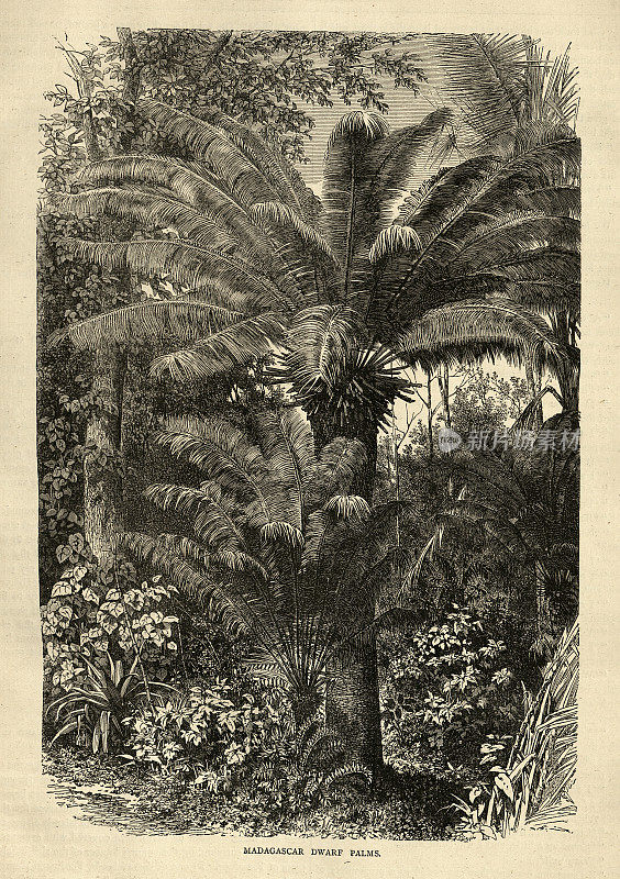 古插图马达加斯加矮棕榈树，植物学历史19世纪