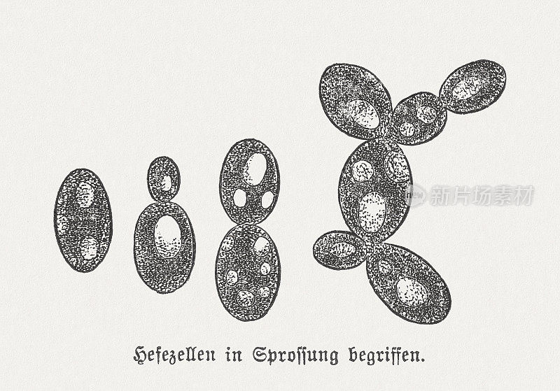 酵母细胞在细胞分裂，木刻，出版于1894年