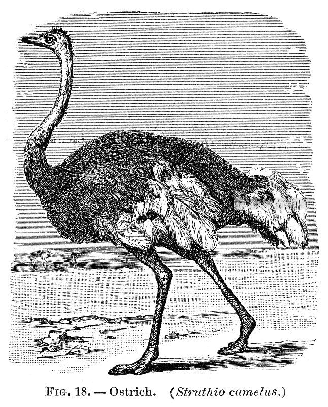 鸵鸟雕刻1886