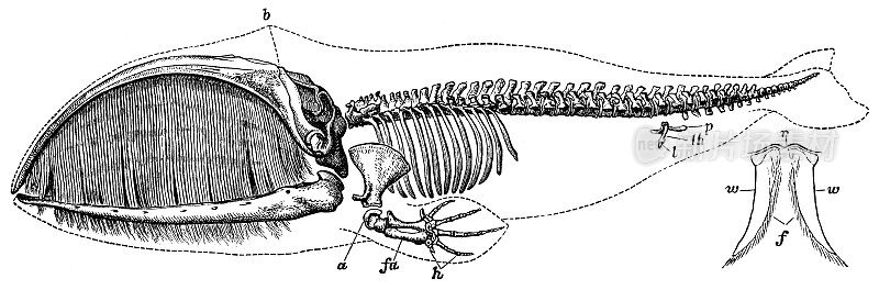 鲸鱼骨架