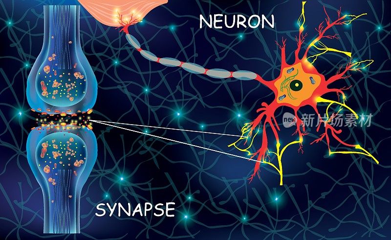 解剖学neyron细胞。在生物体中传递脉冲信号。信号在大脑中。大脑中的神经连接形成思想和概念学习。结构尼龙教育，医疗用途。突触的电子脉冲。向量