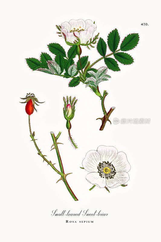 蔷薇，小叶野蔷薇，蔷薇，维多利亚植物学插图，1863年
