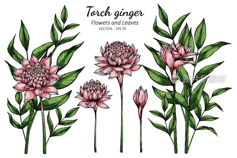 一套粉红色火炬姜花和叶子绘图插图与线条艺术在白色的背景。