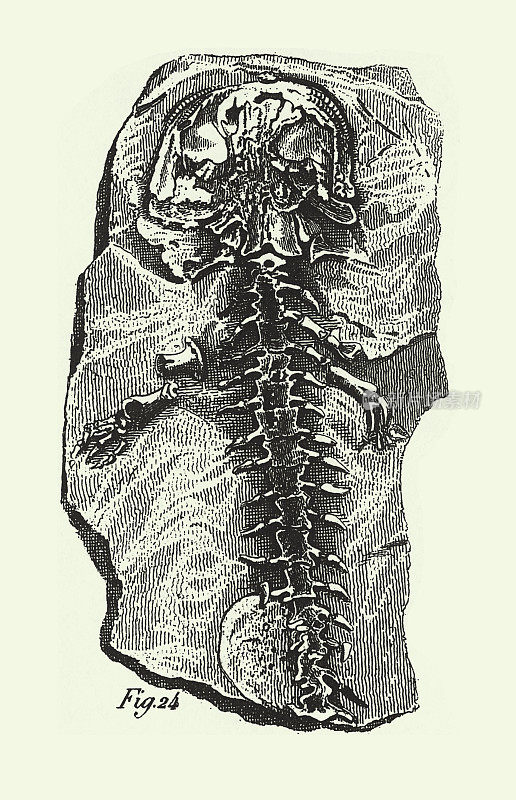 年份，侏罗纪化石，化石，骨骼和足迹雕刻古董插图，出版于1851年