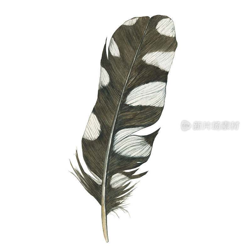 孤立在白色背景上的啄木鸟的水彩羽毛。手绘插图。现实的斑点羽毛在黑和白点。