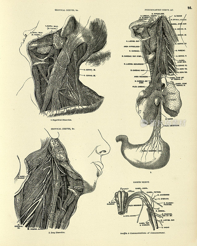 人体解剖学，颈，气胃，神经，维多利亚解剖学绘图