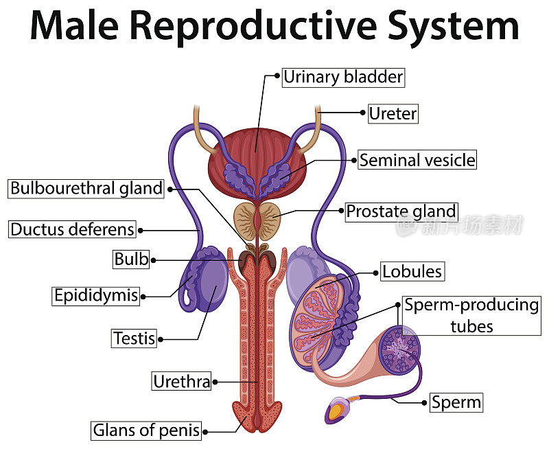 图表显示男性生殖系统