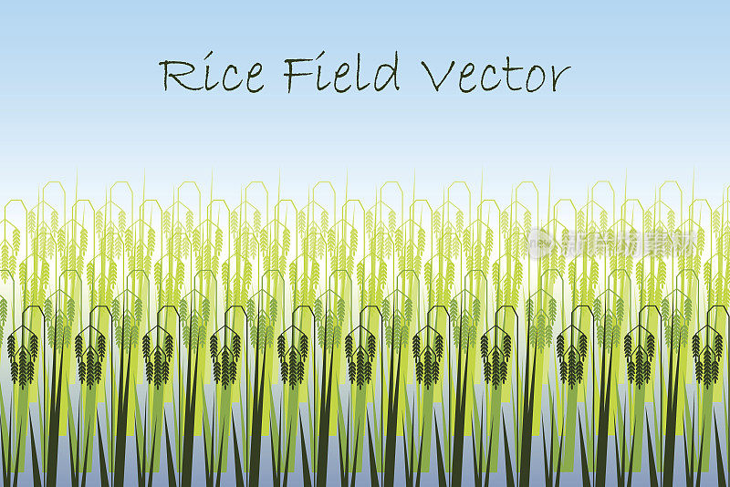 矢量插图与程式化的绿色稻田。