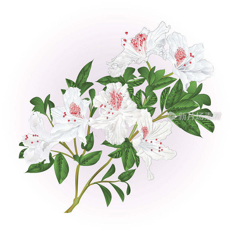 白色杜鹃花嫩枝与叶复古矢量插图编辑