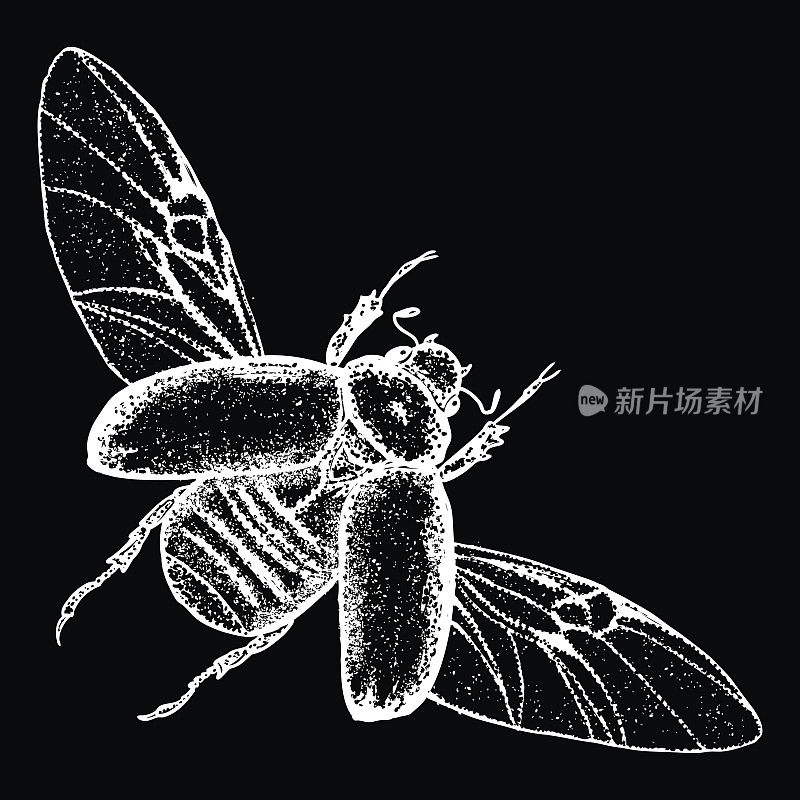 会飞的昆虫，有翅膀的昆虫，圣甲虫。复古旧手绘点画和孵育，阴影风格。刻点刻木刻。向量。