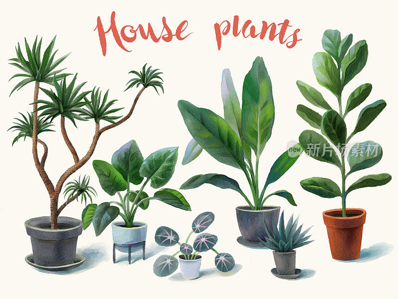 EP_House_Plants_01