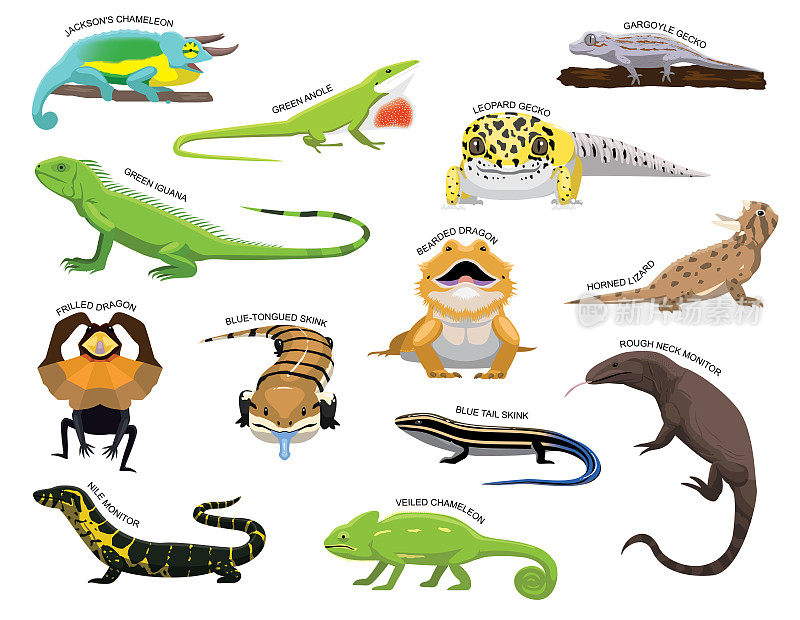 可爱的各种蜥蜴卡通矢量插图集识别